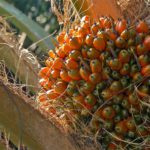Fakta Sawit Bukan Tanaman Boros Air: ‘Water Footprint’ Kelapa Sawit