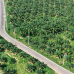 Papua Jadi Target Percontohan Hilirisasi Kelapa Sawit